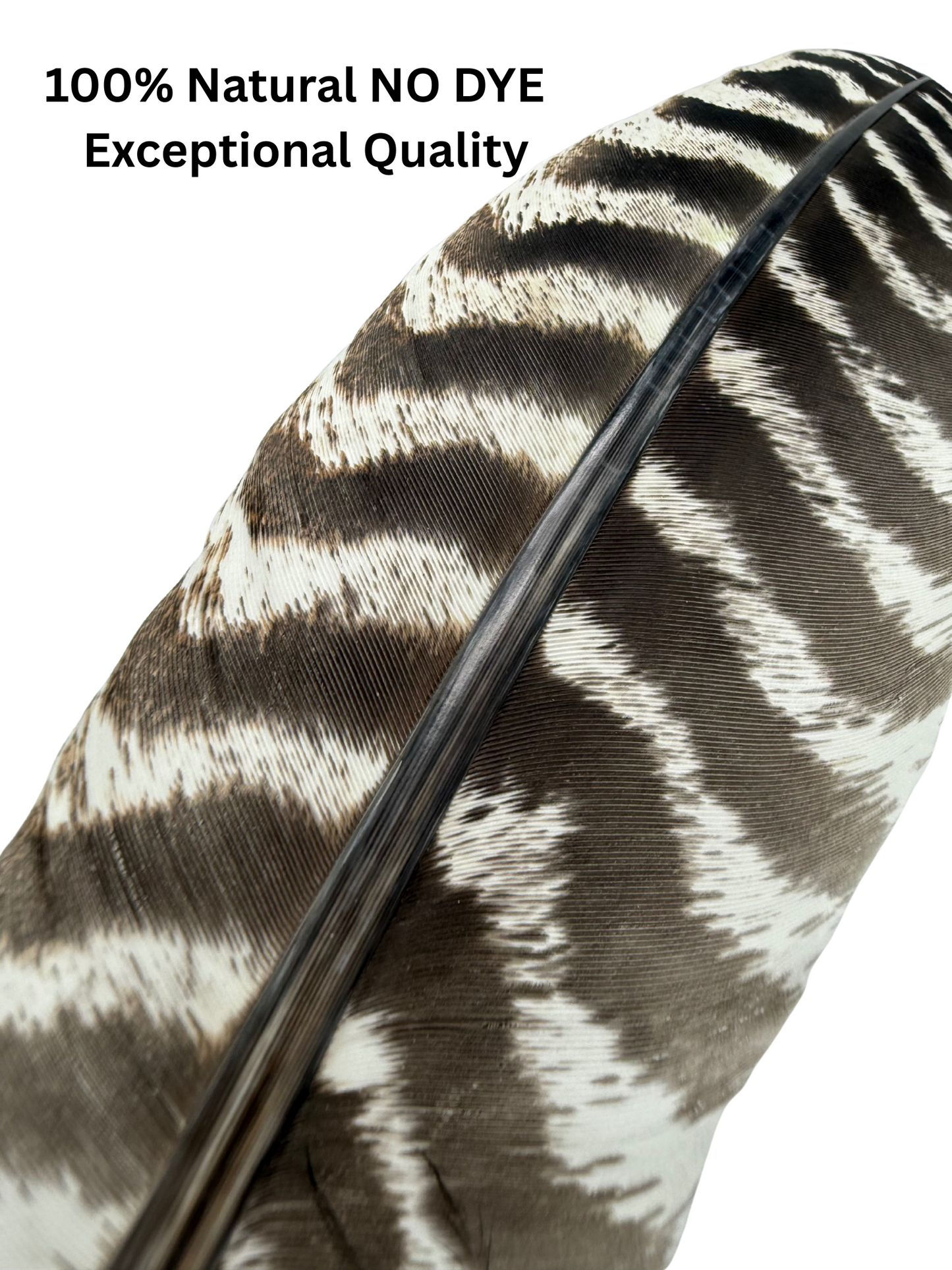 Sacred Authentic XL Barred Turkey Feather Smudge Kit with Sage Abalone Shell and Stand Hand Crafted Ritual