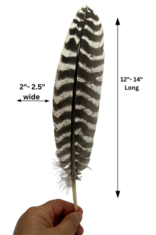 Sacred Authentic XL Barred Turkey Feather Smudge Kit with Sage Abalone Shell and Stand Hand Crafted Ritual